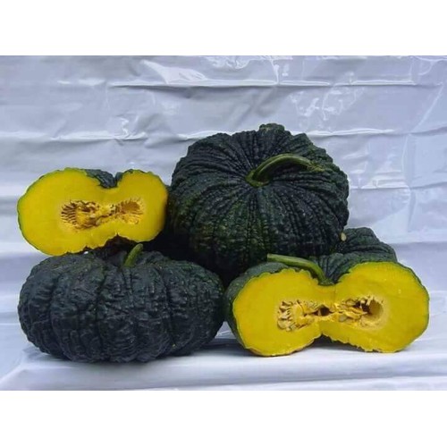 Gói 5 hạt giống Bí Đỏ Da Cóc F1 SV 569