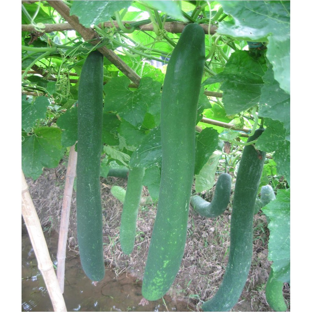 Hạt giống bí đao chanh, bí sặt - gói 1 gram