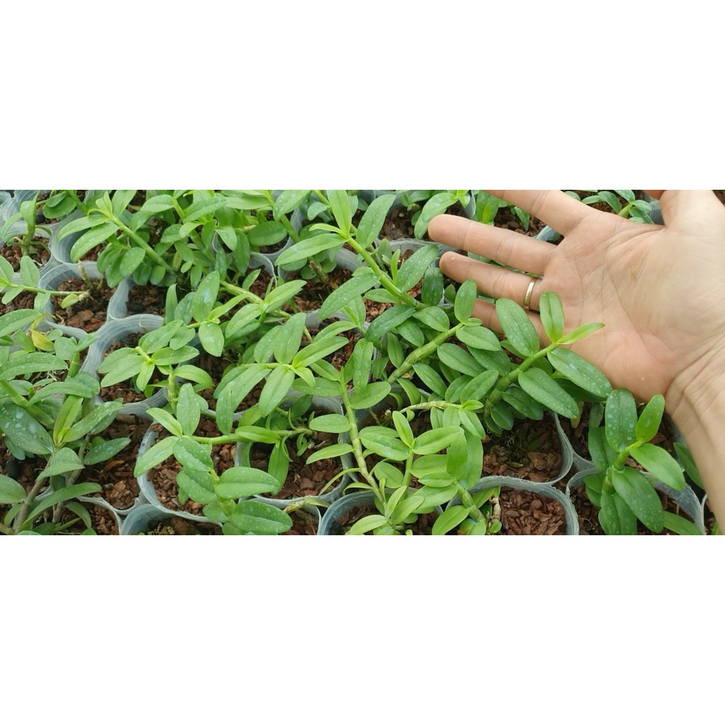 [Giá hủy diệt] 5ct juliet gieo hạt