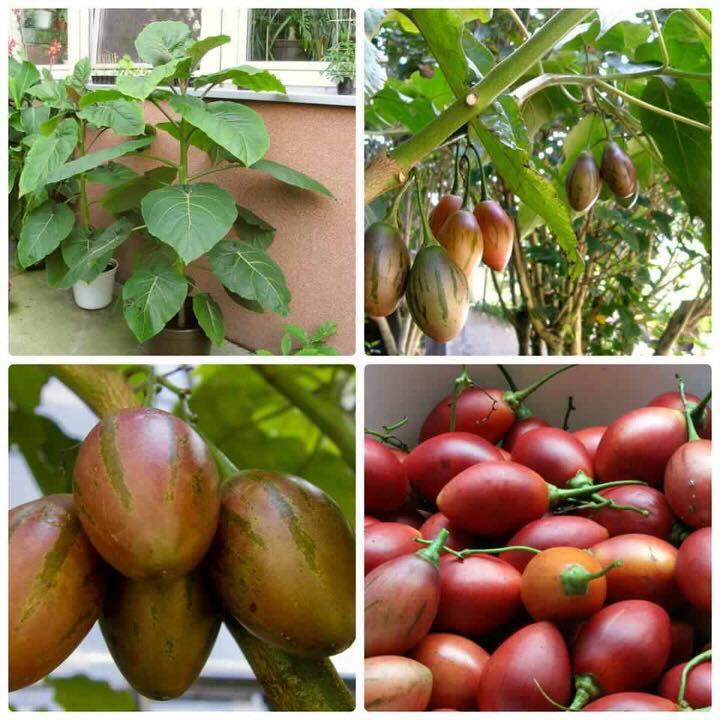 Tomato Tree Seeds - Sale Off