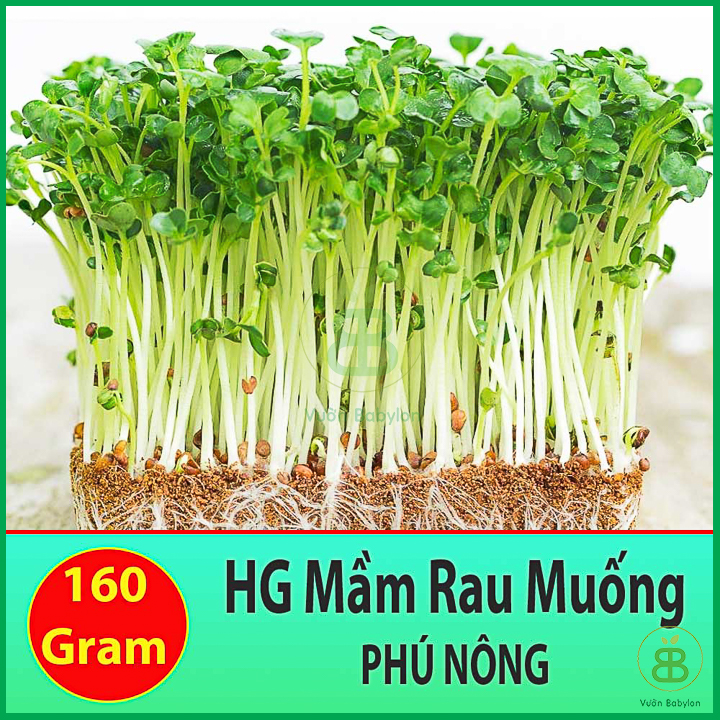 160GR Hạt Giống Rau Muống Mầm Dễ Trồng, Dễ Chăm Sóc