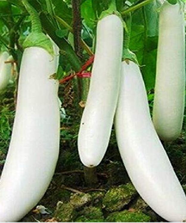 Hạt giống cà trắng lai trái dài 0,5gr/gói