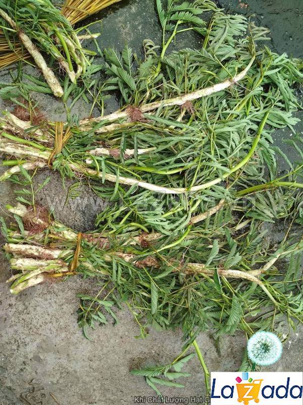 100GR 9K.HẠT Hạt Giống Rau Nhút Rau Rút Dút (| G11*X57)