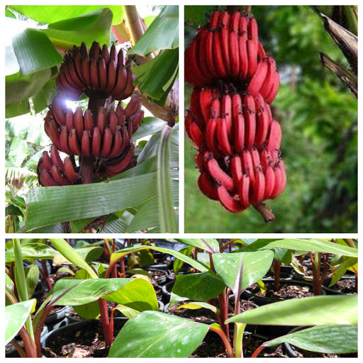 Cây giống CHUỐI ĐỎ ngọt thơm - hàng cây giống CHUẨN F1