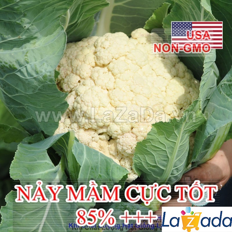 50GR 12K.HẠT Hạt Giống Bông Cải Trắng Tự Cuộn Lá SnowBall (| C10*W51)