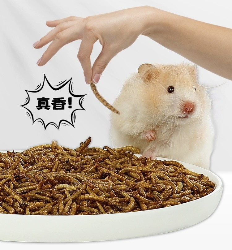 sâu Super worm size trung dành cho hamster , chim, nhím,.. - T3 PETS SHOP