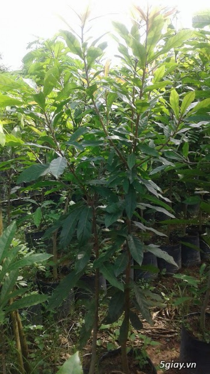 Cây vối nếp giống