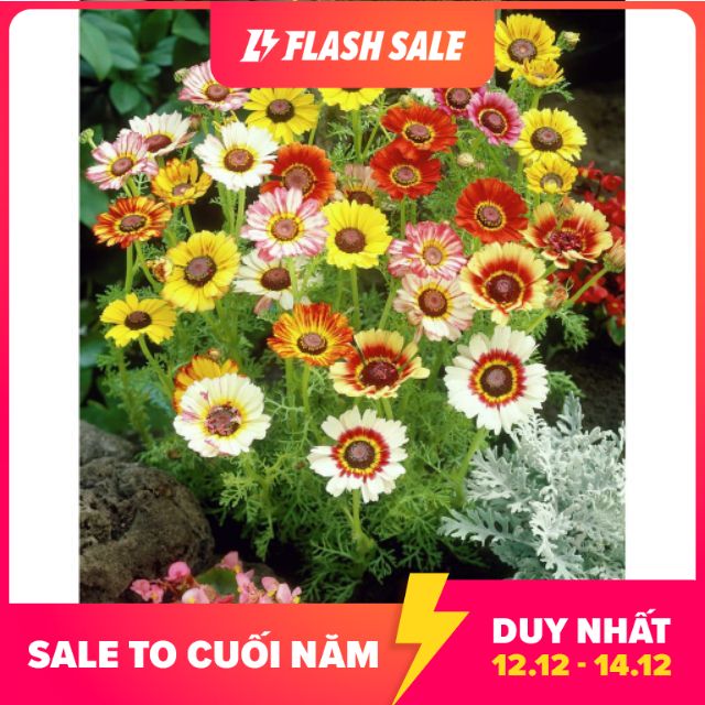 MJ4G Hạt giống cúc chi nhiều màu (20 hạt)