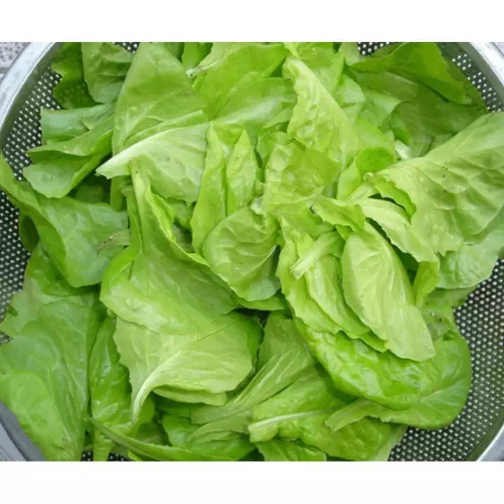 [Seeds] Hạt giống xà lách mỡ, đóng gói 5gr-10gr