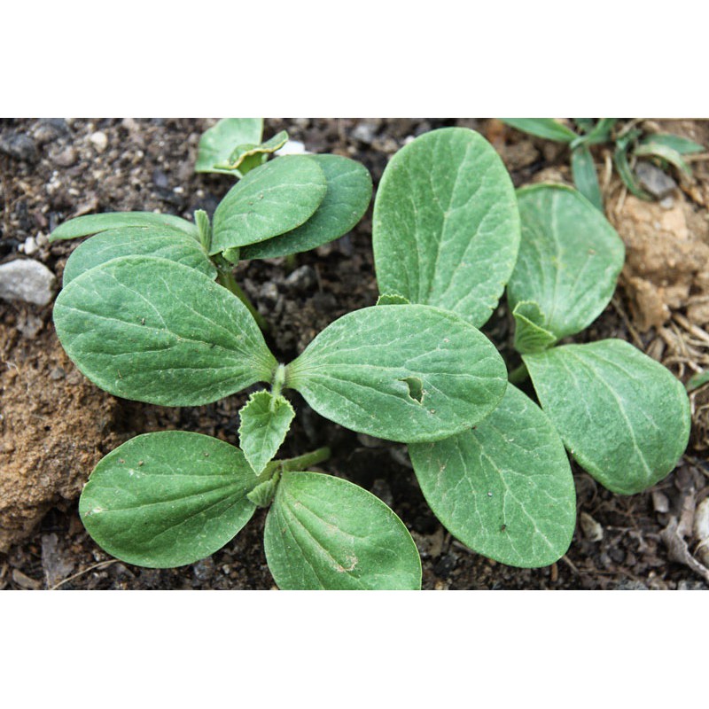 10Gram Hạt Giống Bí Siêu Đọt