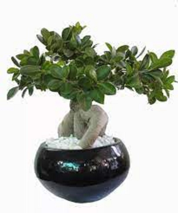Cây si nhật siêu lùn bon sai mini để bàn siêu đẹp