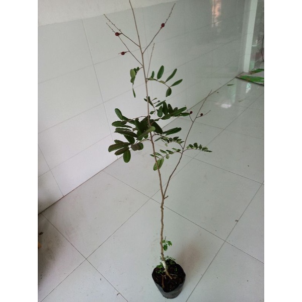 cây nhãn xuồng tím cao 1m