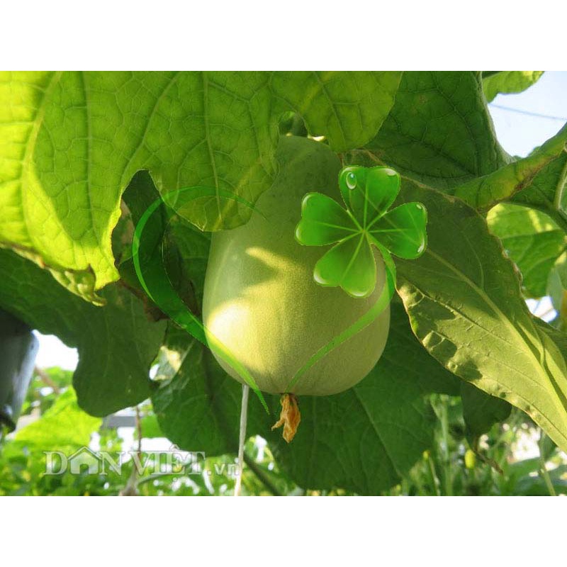 Hạt giống bầu tròn F1 - Gói 10 hạt