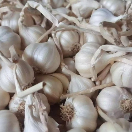 1kg tỏi Lý Sơn