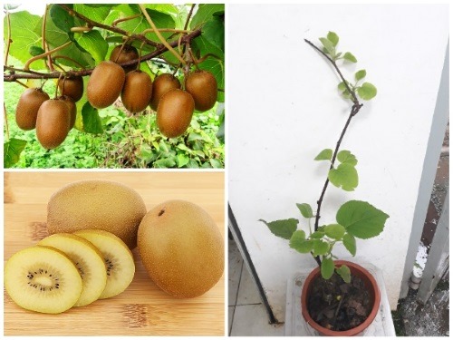 Cây giống kiwi lòng vàng siêu quả lùn sớm