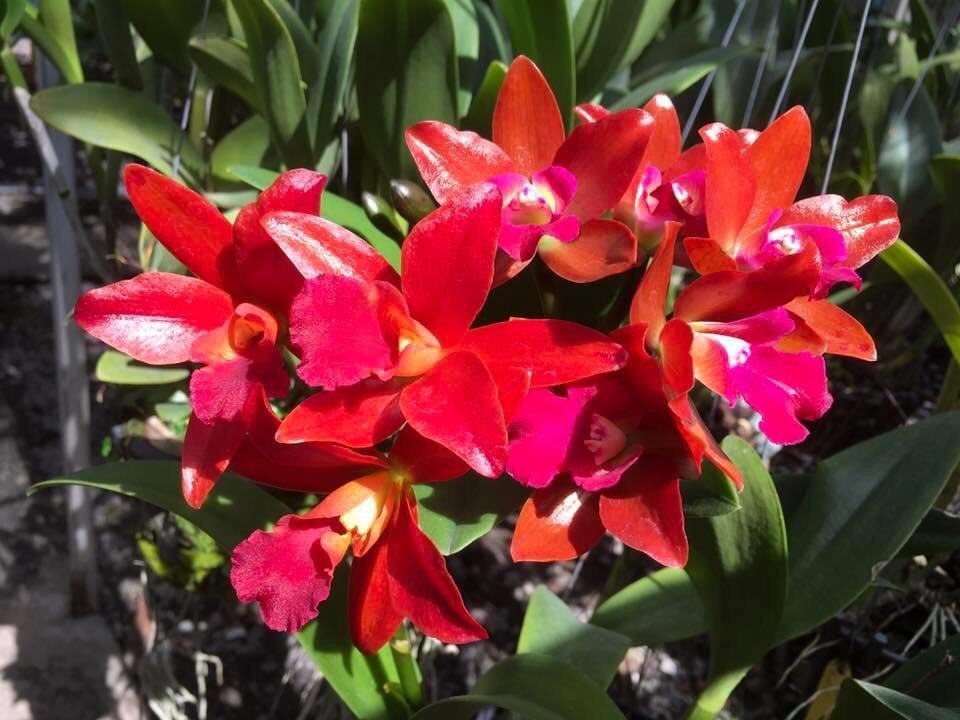 Hoa lan catt tú cầu đỏ size cây giống