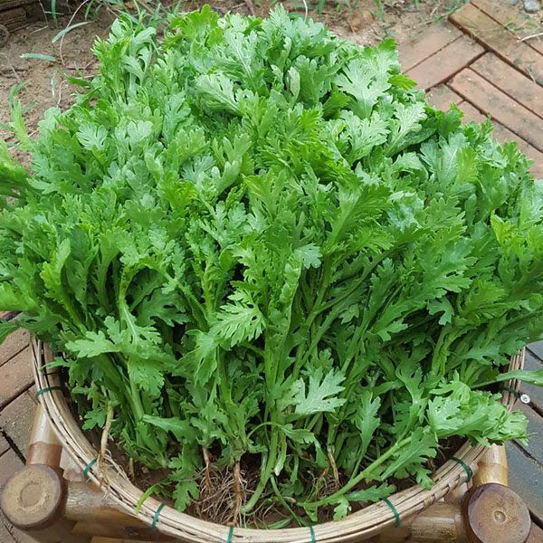 hạt giống rau cải cúc