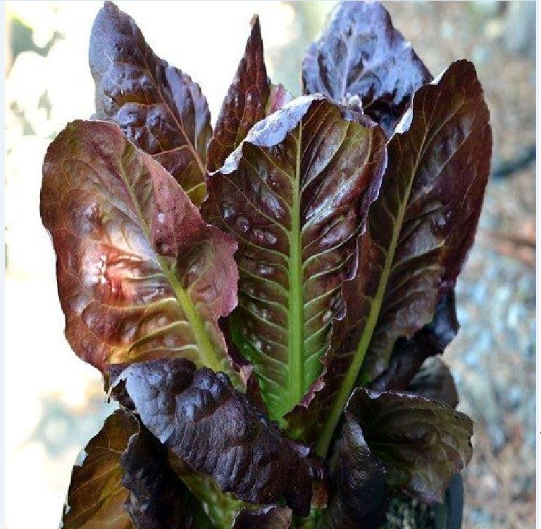 Hạt giống xà lách romaine đỏ - gói 0,2gr ( 140 hạt)