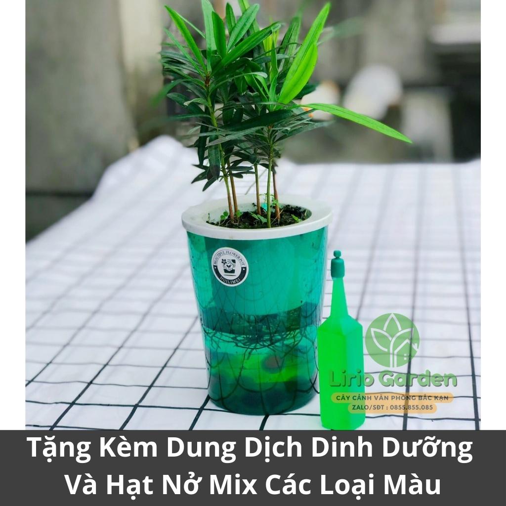 [ quà tặng kèm ] cây tùng la hán thủy sinh