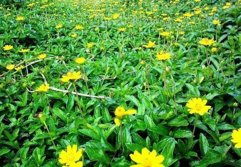 Cây sài đất tươi 1kg