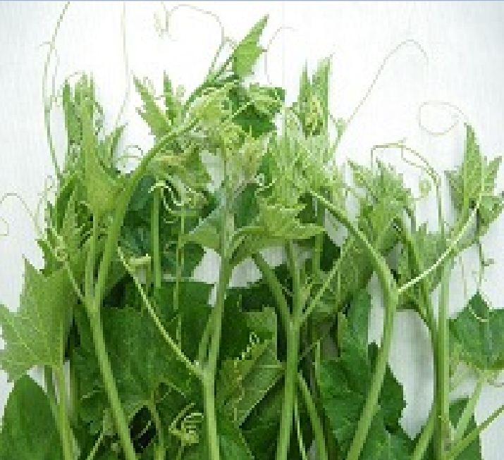 Hạt giống Bí Ngọn Siêu Mập Cao Sản 10gr/gói