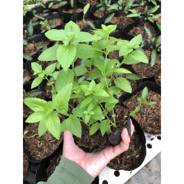 CÂY BẠC HÀ NHẬT - JAPANESE MINT
