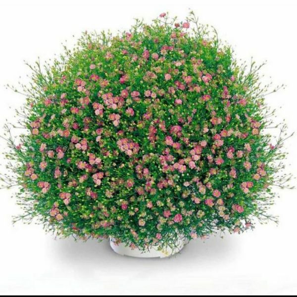 Gói 50 Hạt Giống Hoa Lưu Ly Hồng