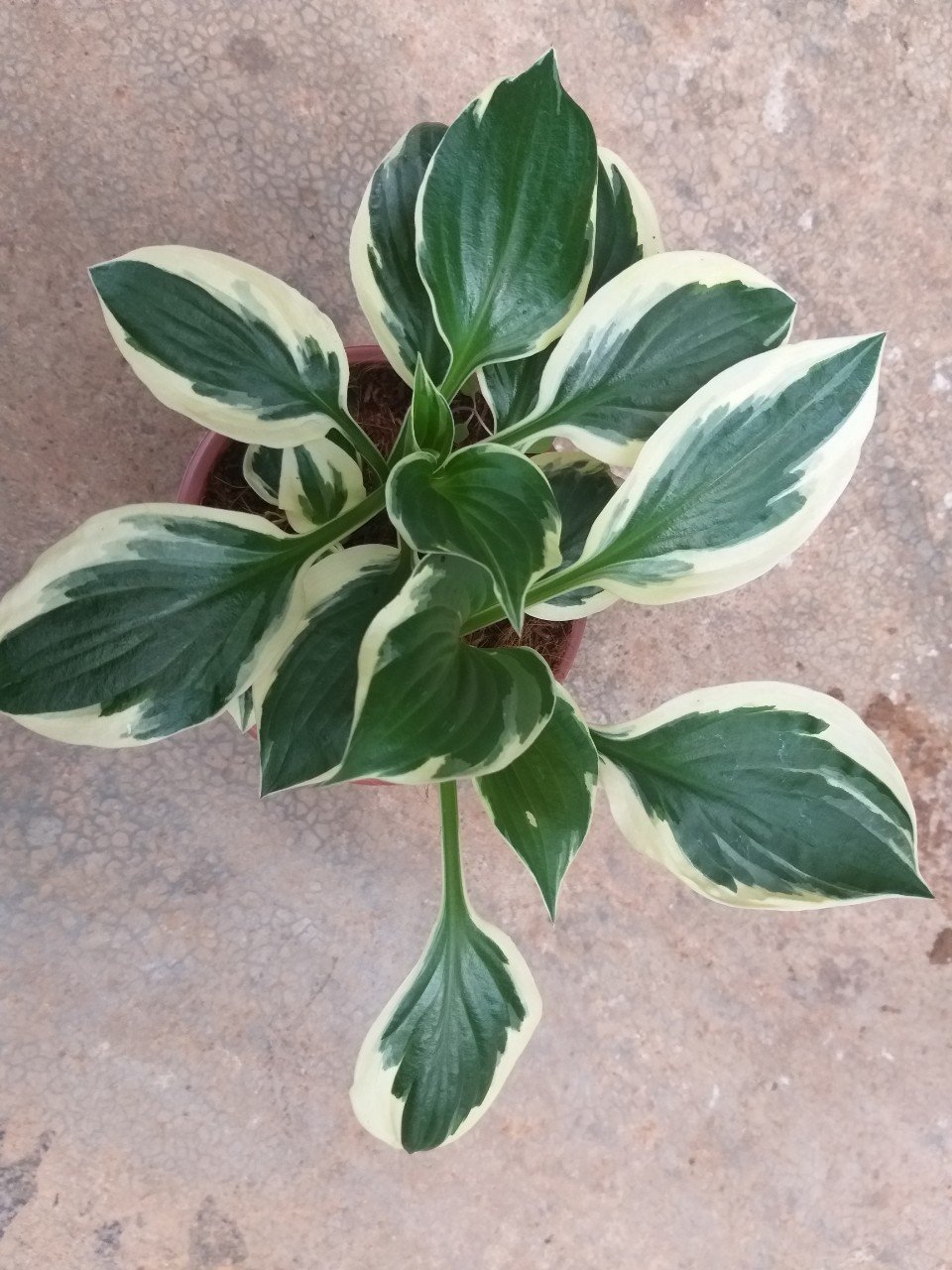 Thiên niên kiện- hosta