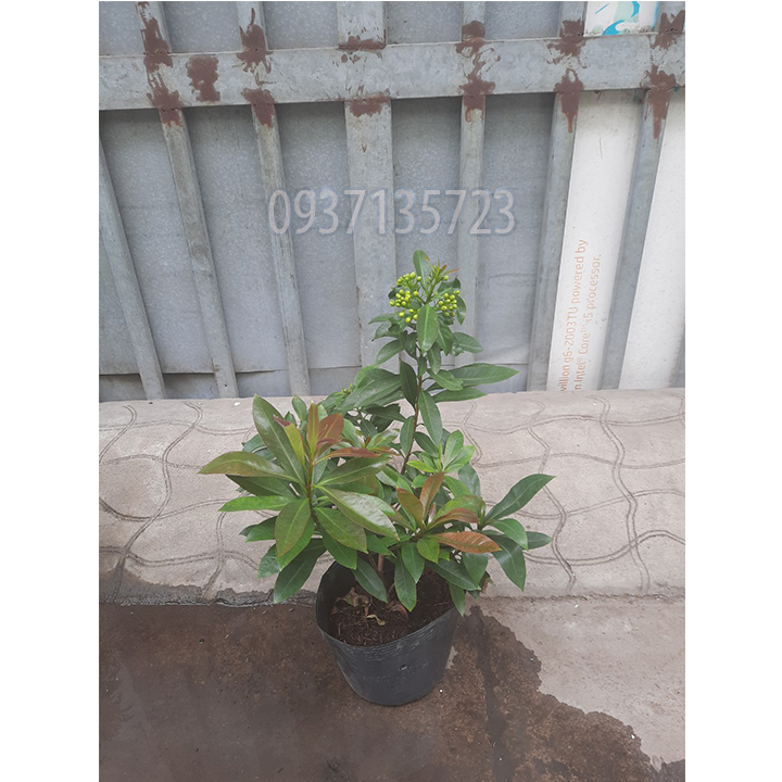 cây mai thái vàng cao từ 25-35 cm