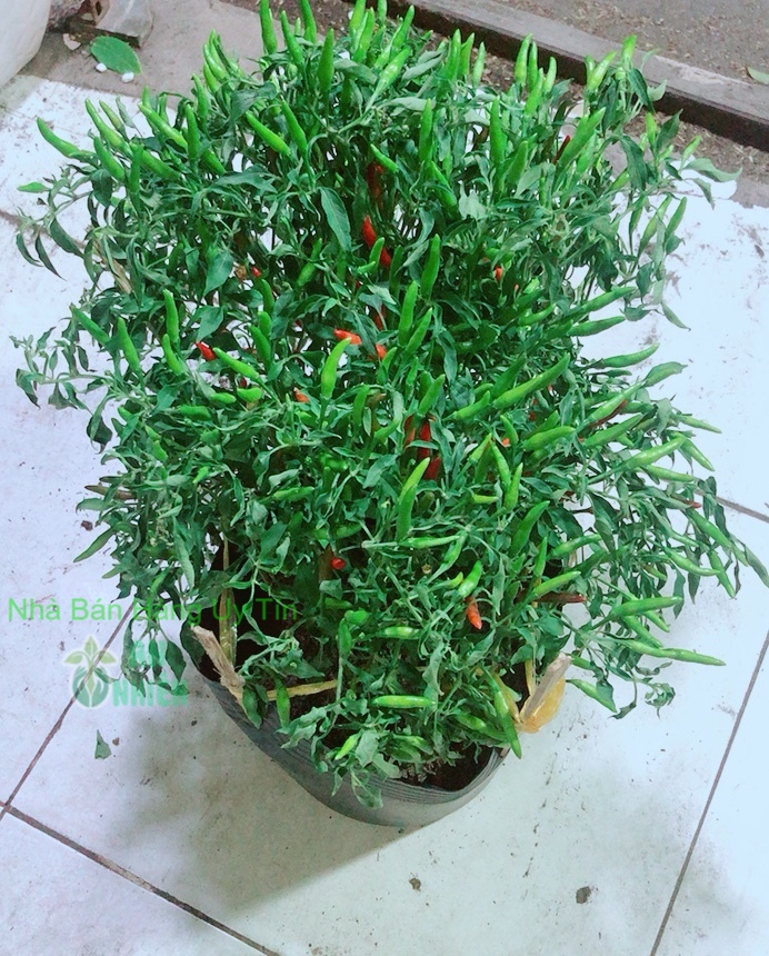 Bụi Ớt Hiểm Nhiều Trái