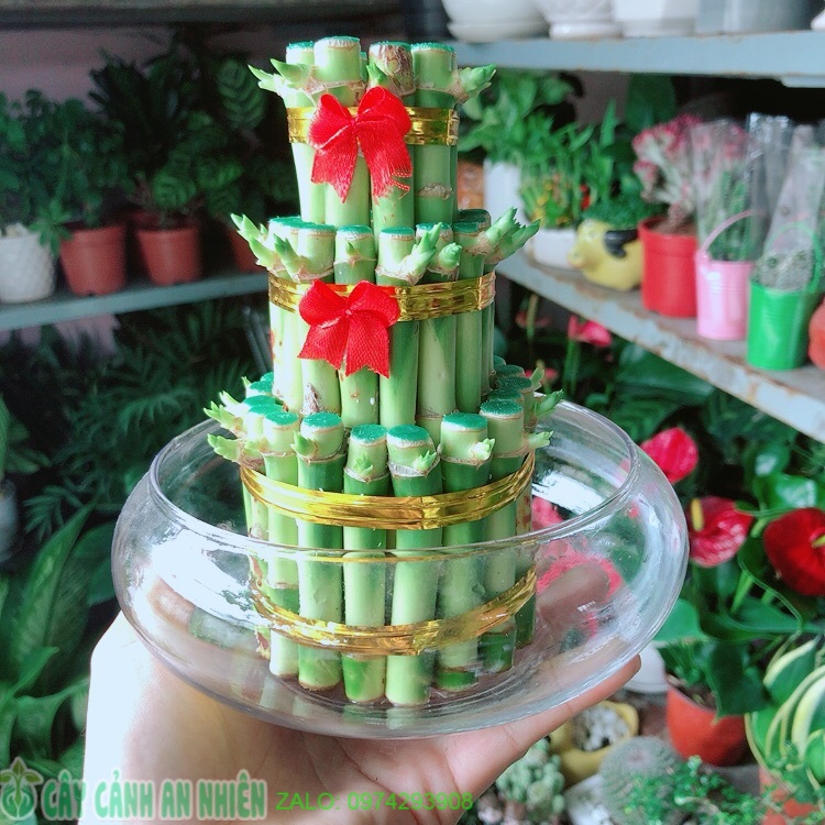Chậu trúc phát tài 3 tầng trồng thuỷ sinh
