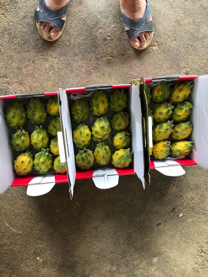 TRÁI THANH LONG RUỘT TRẮNG