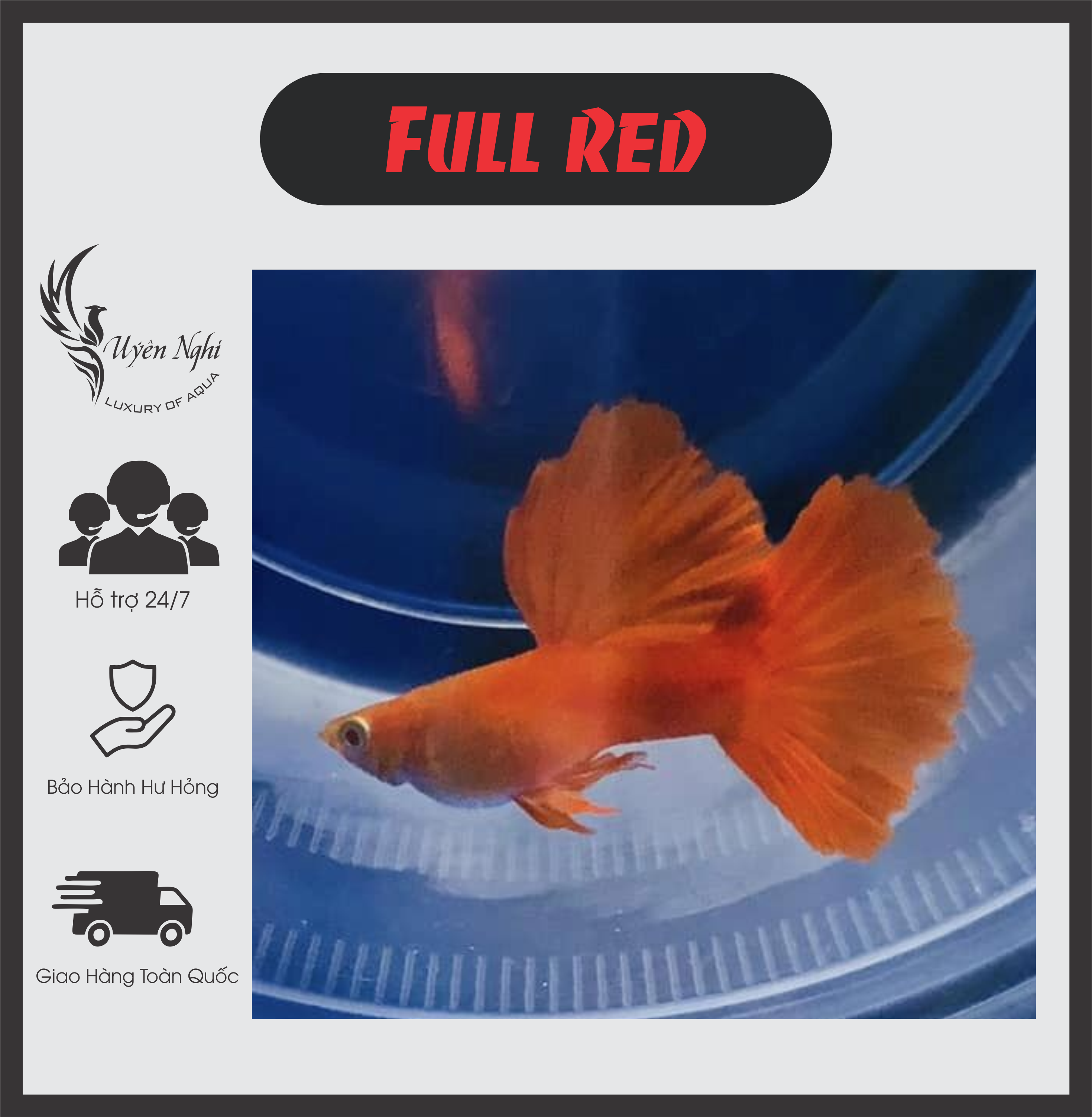 [Mua 5 tặng 1]Full red guppy thủy sinh ( tặng thức ăn ) + rong trúc