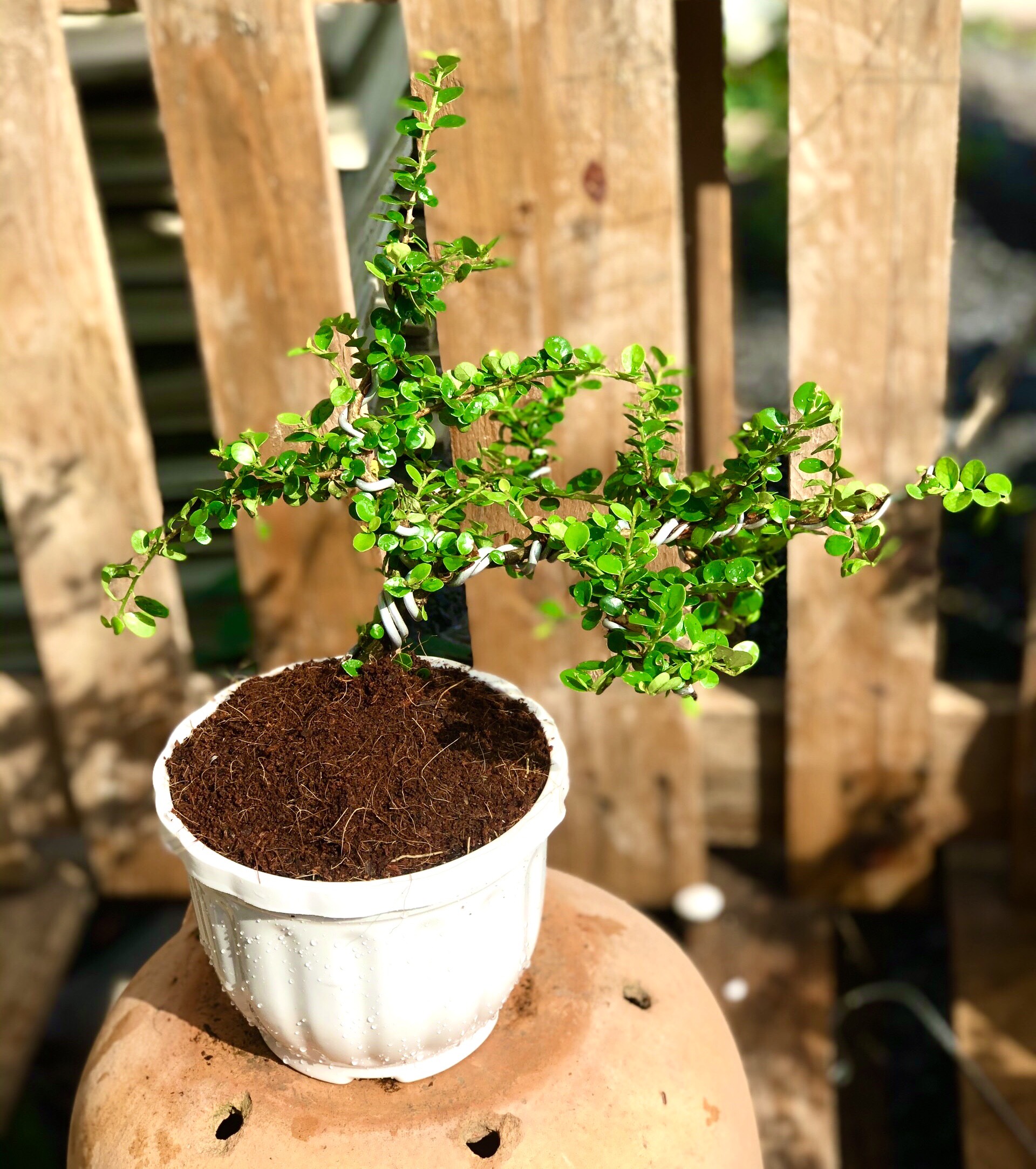 Chậu tra Phúc Kiến Bonsai