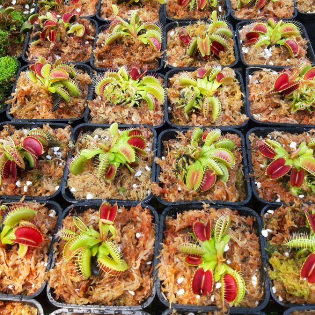 Cây bẫy kẹp cây bắt mồi cây bắt ruồi venus flytrap