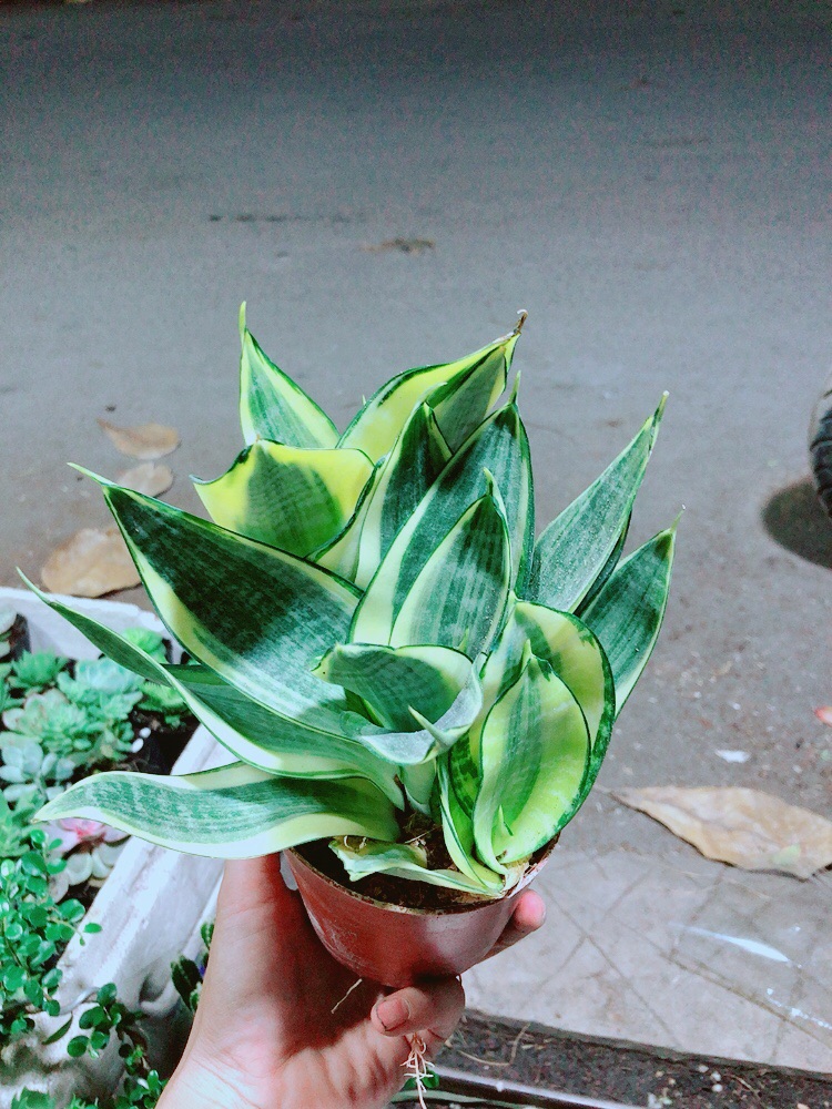 [HCM]Lưỡi Hổ Thái Vàng