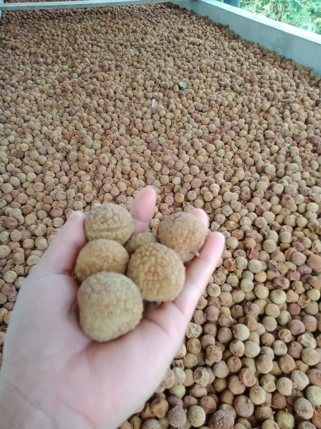 Vải Thiều Sấy Khô Bắc Giang 500 Gram