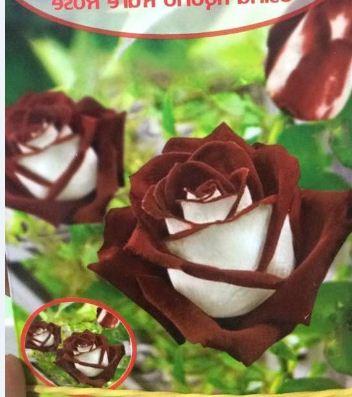 Hạt giống hoa hồng trắng viền nâu - 20 hạt/Kèm gói kích thích hạt nảy mầm