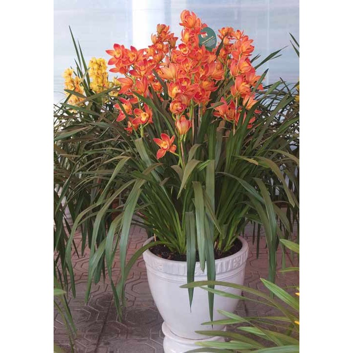 Củ hoa địa lan santo đỏ - 1 củ - DC