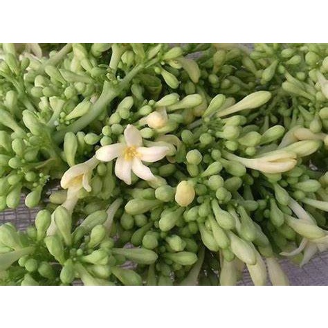 CÂY GIỐNG ĐU ĐỦ ĐỰC SIÊU HOA ( cây có bầu rễ ổn định)