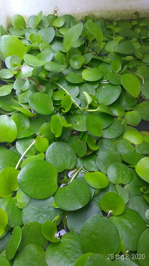 Bèo nhật - Cây thủy sinh (1 gói 10 đến 15 gốc)