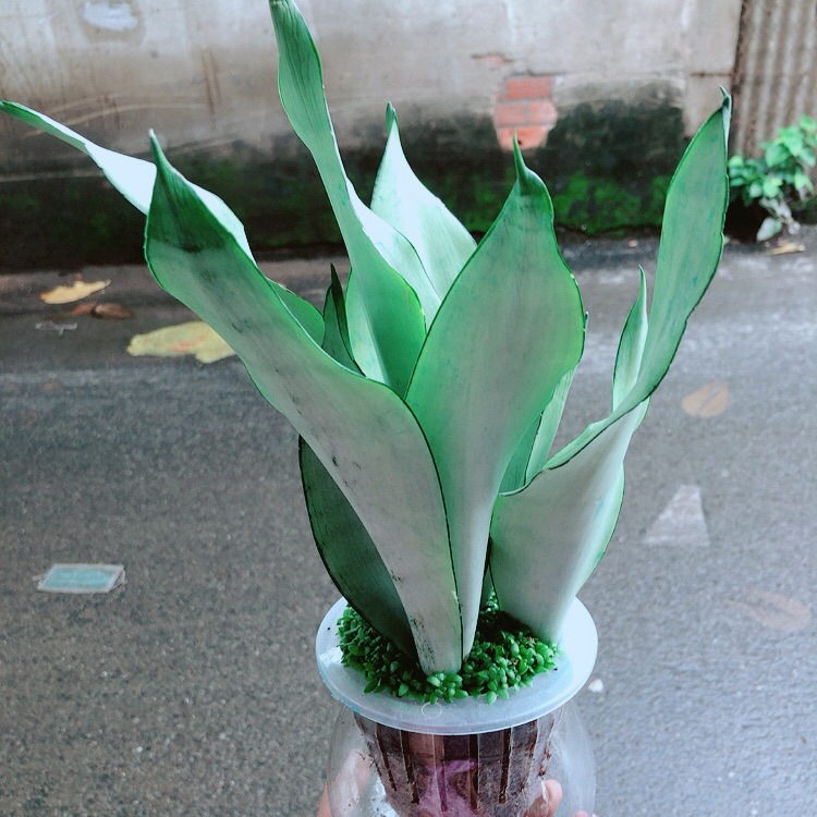 Chậu Lưỡi Hổ Bạc Thuỷ Sinh