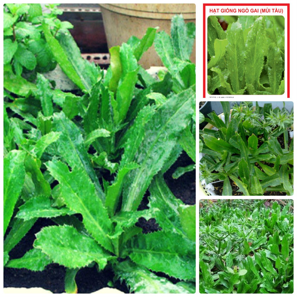 "Gói 2Gr-4840"Hạt giống Ngò Gai – Mùi Tàu [Seeds]
