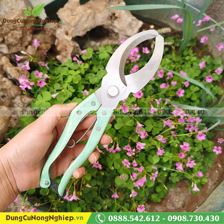 Kéo khoanh vỏ xử lý ra hoa, chiết cành