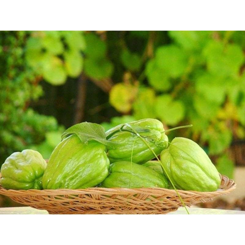 [ Cây Tuyển ] su su giống 2 quả