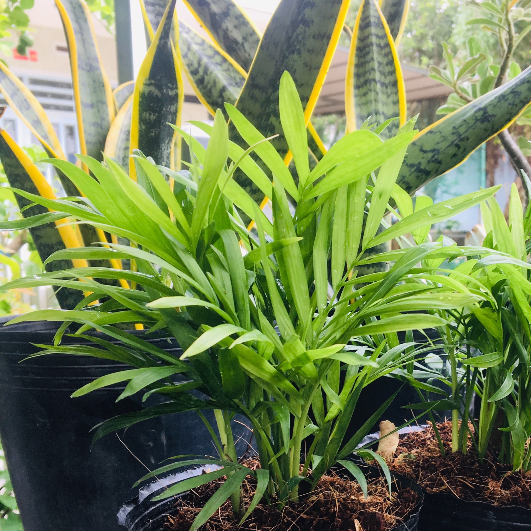 CÂY CAU TIỂU TRÂM