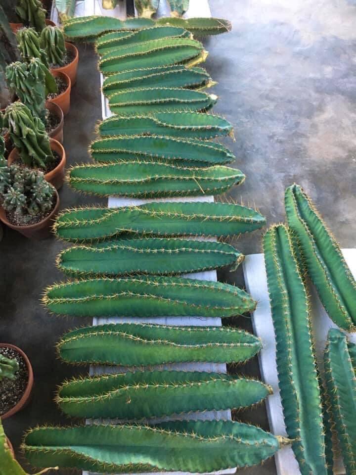 Xương rồng trụ đơn( loại 0,5m nhánh chưa mọc rễ )