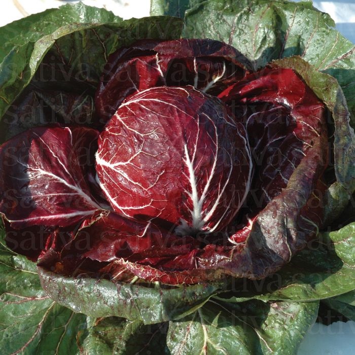 Hạt giống rau xà lách cuộn tím - giàu dinh dưỡng, ăn ngon - dễ trồng, sinh trưởng tốt