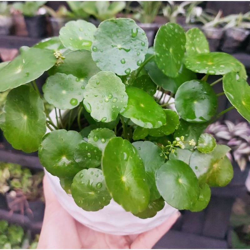 Cỏ đồng tiền chậu sứ to
