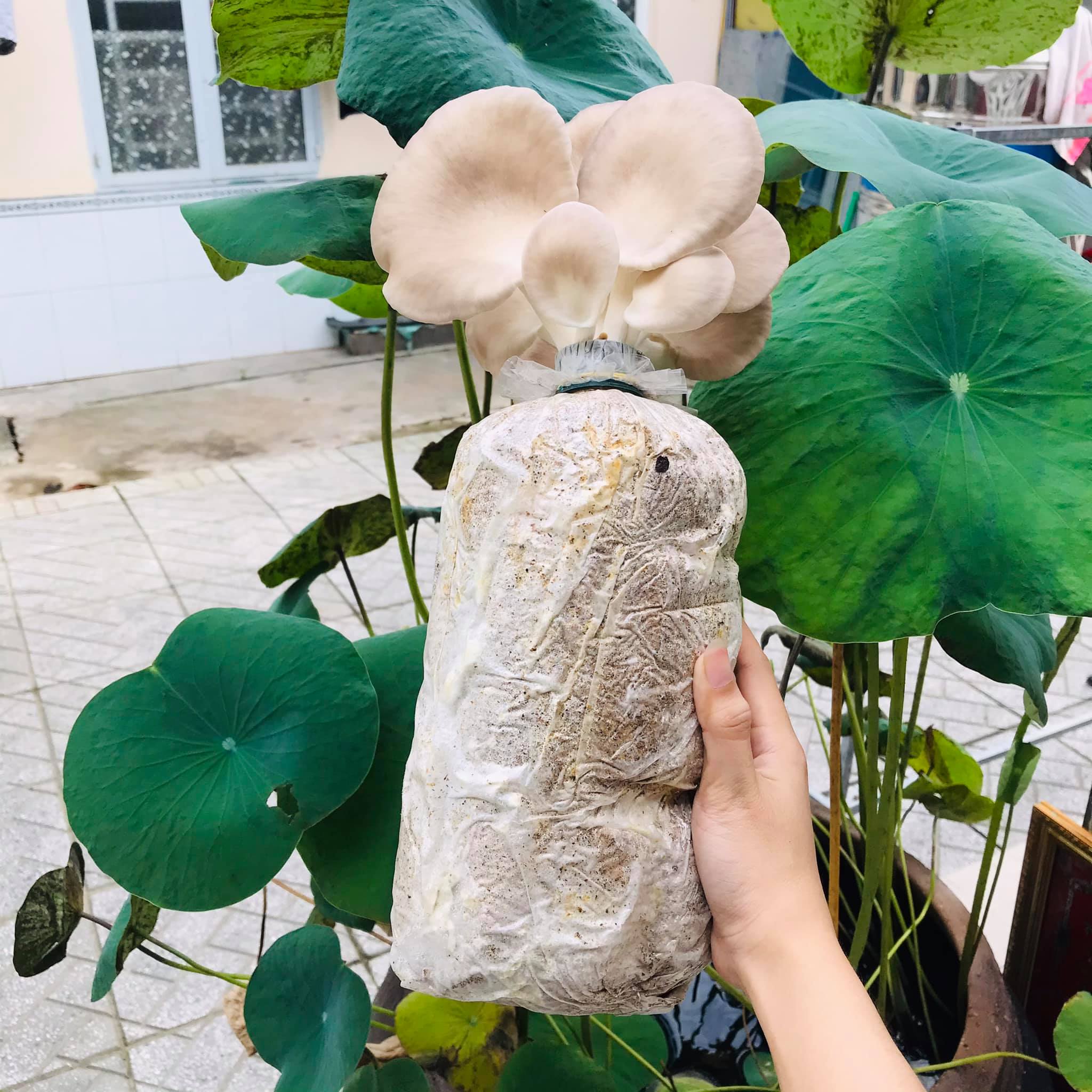 Phôi Nấm Bào Ngư Xám (9 Phôi) [Thế Giới Nấm - Cantho Fresh Food]